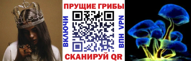 Купить закладки  Вышний Волочёк  Галлюциногенные грибы Psilocybe 